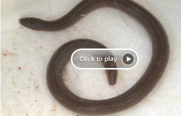 Four Headed Snake