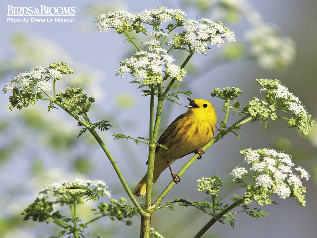 Birds And Blooms Wallpaper Wallpaper & Pictures
