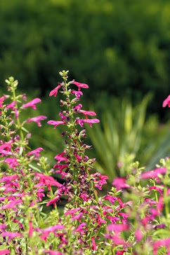 Salvia penstemonoides 014