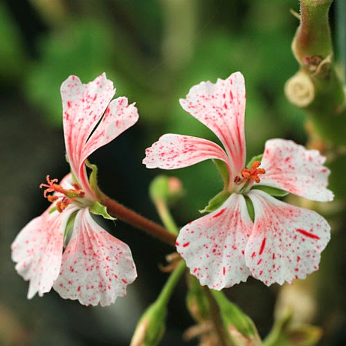 Pelargonium 'Vectis Volcano' Pelargonium 'Vectis Volcano'