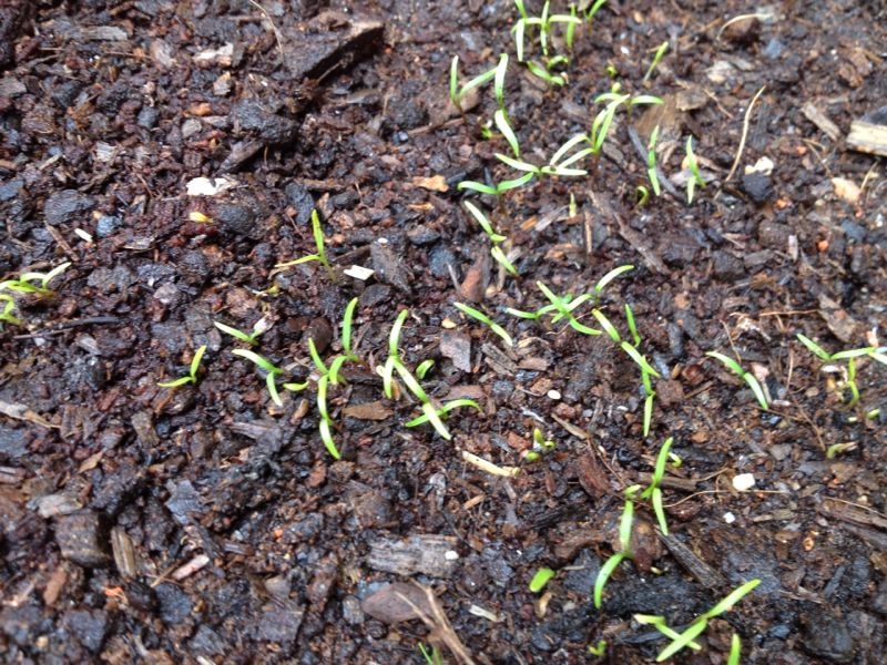 overwinter carrot seedlings overwinter carrot seedlings