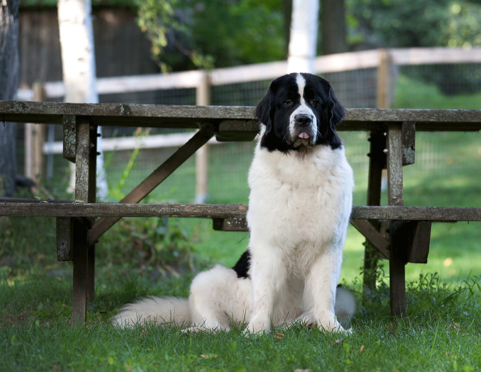 1000+ images about Landseer Newfoundland and Newfies on Pinterest