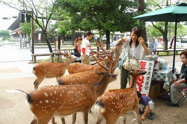 Nara, el paraíso japonés de los ciervos. 