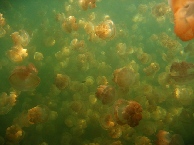 بالصوى بحيرة قناديل البحر .. هجرة الملايين من قناديل البحر الذهبية Jellyfish+lake+palau+7+(1)