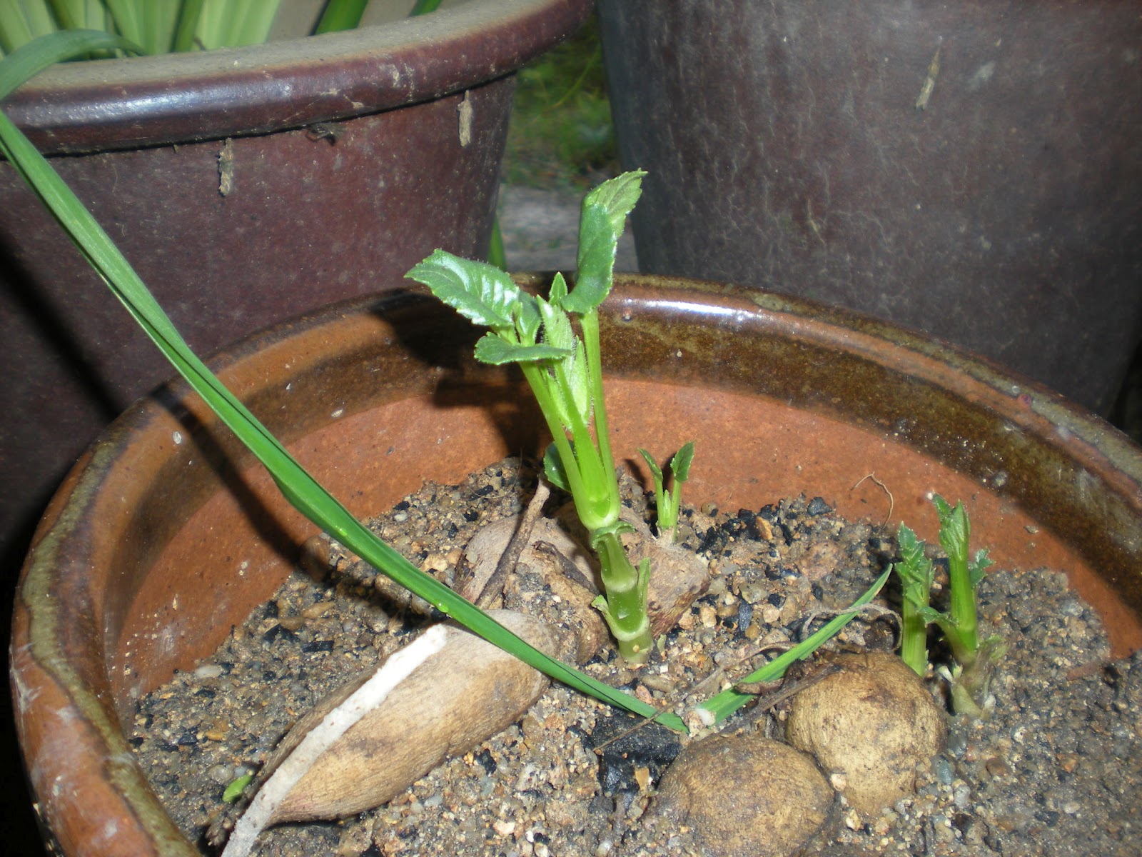 My Experimental Garden Progress of Kelvin Floodlight