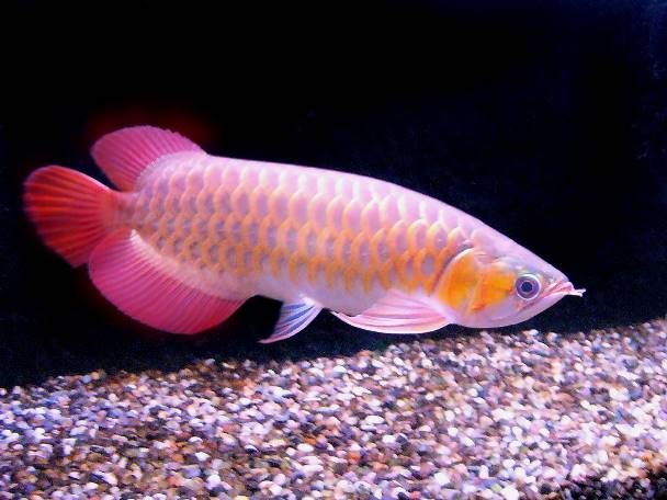 Nature Lover: Arowana Fish