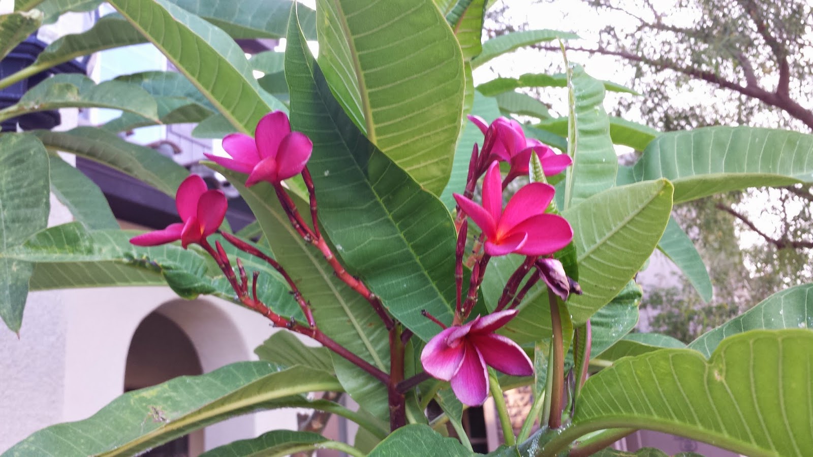 NW Las Vegas Garden Blog Las Vegas Plumerias