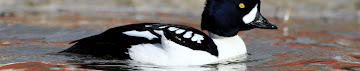 Barrow's Goldeneye