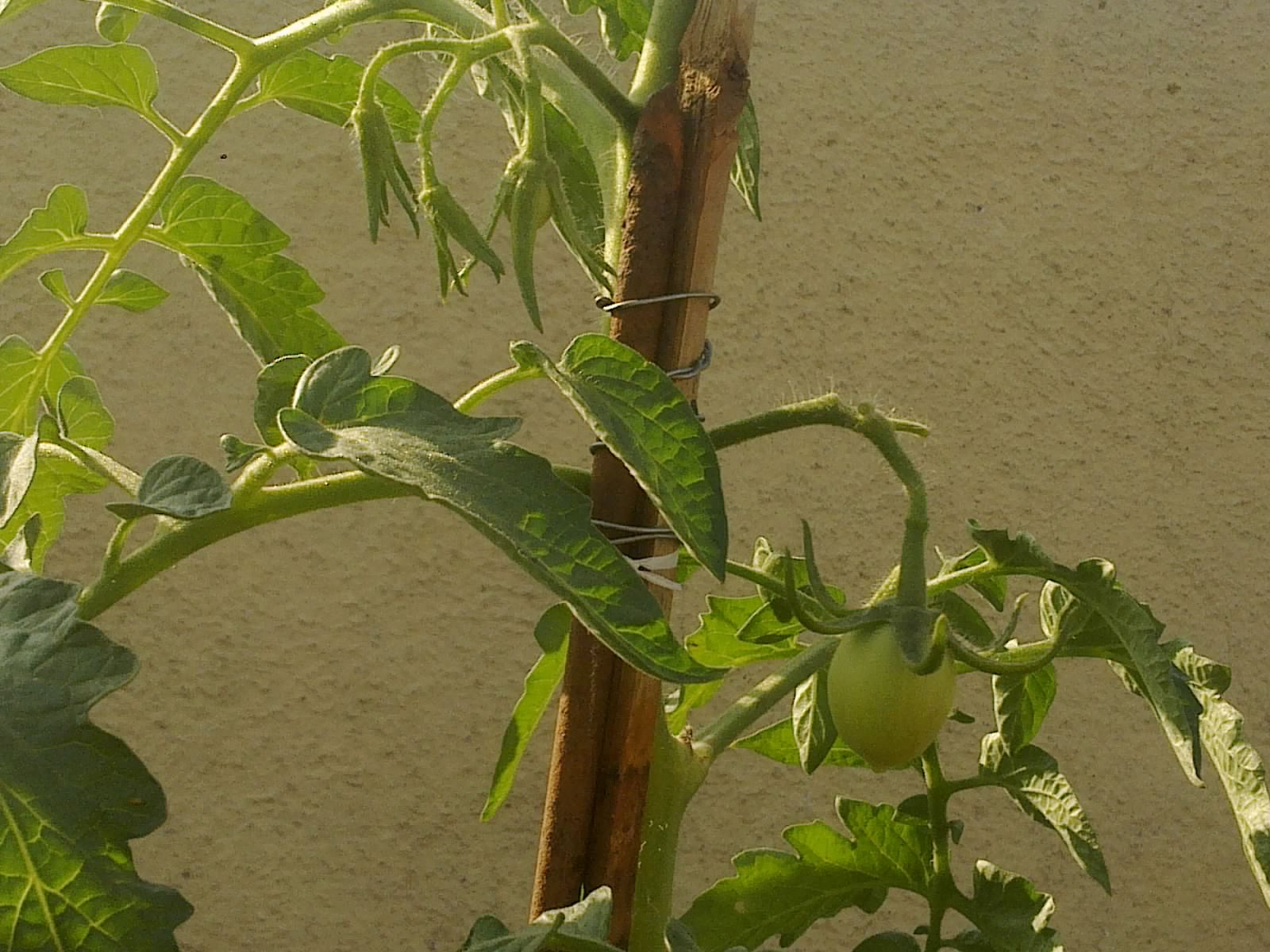Plants Growing In My Potted Garden. How To Grow Tomatoes