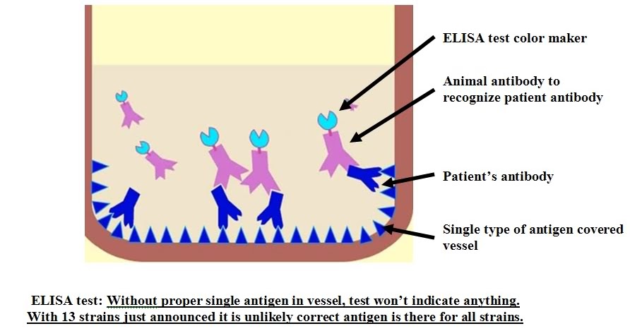 when life gives you lyme elisa amp western blot tests for elisa testing