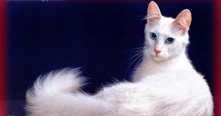 Cara Merawat Kucing Anggora Yang Benar