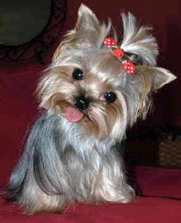 Yorkshire terrier puppy cut picture