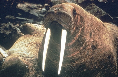 Walrus | Animal Wildlife