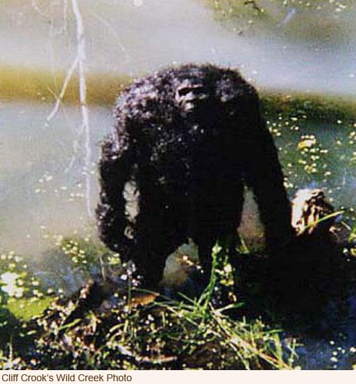 an argument in favor of existence of big foot yeti and sasquatch North america has its own monster while scotland has its loch ness sea serpent and the himalayas has its abominable snowman or yeti, north america lays claim to sasquatch or, as he has been nicknamed, bigfoot sasquatch - a 7- to 8-foot-tall man/ape - has been sighted in north america for centuries . an argument in favor of existence of big foot yeti and sasquatch North america has its own monster while scotland has its loch ness sea serpent and the himalayas has its abominable snowman or yeti, north america lays claim to sasquatch or, as he has been nicknamed, bigfoot sasquatch - a 7- to 8-foot-tall man/ape - has been sighted in north america for centuries .