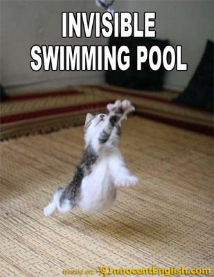 funny Bcats Bwith Bfunny Bsayings B Lolcats n Funny Pictures of Cats I Can Has Cheezburger