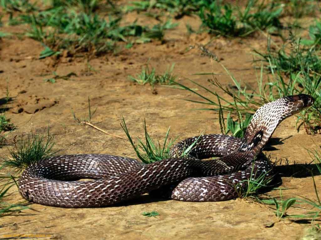 african forest snake