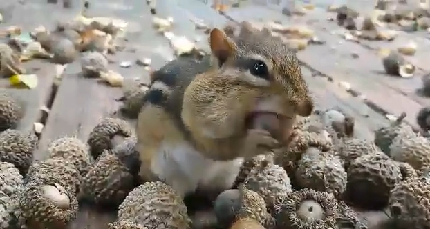 white wolf chipmunk gathering food until his cheeks look white wolf chipmunk gathering food until his cheeks look