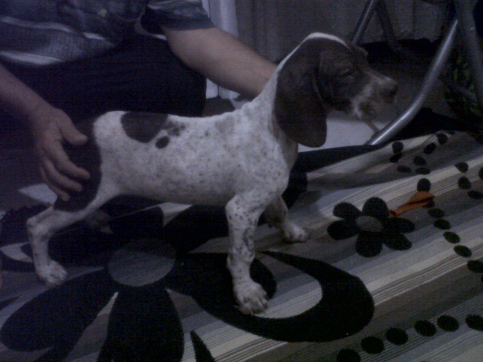 DİŞİ TARSUS ÇATALBURUN AV KÖPEĞİ, Av köpekleri, satılık, ucuz, eğitimi