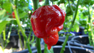 Trinidad Butch T Scorpion seeds, chileplants.com