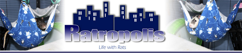 Ratropolis: New Hammock Added to Rat Hammock Tutorials: The House