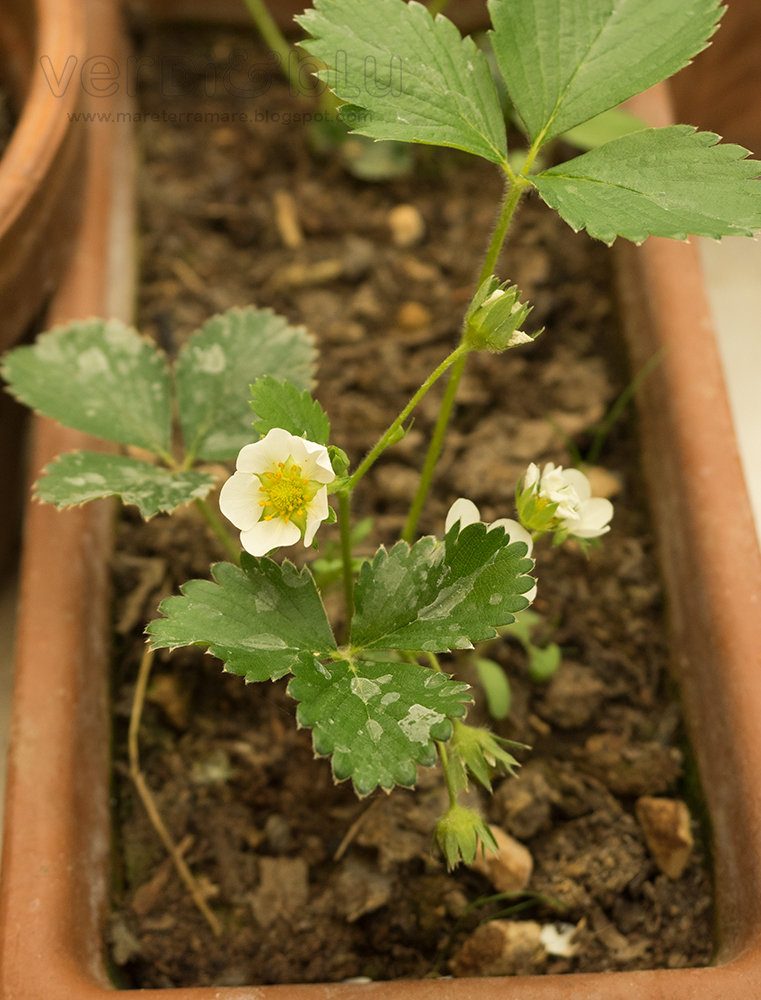 Fragole Fragole