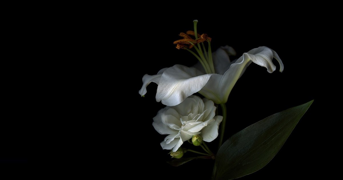 Imagenes Blancas En Fondo Negro | lirios blanco con fondo negro full hd en fondos 1080 Imagenes Blancas En Fondo Negro | lirios blanco con fondo negro full hd en fondos 1080