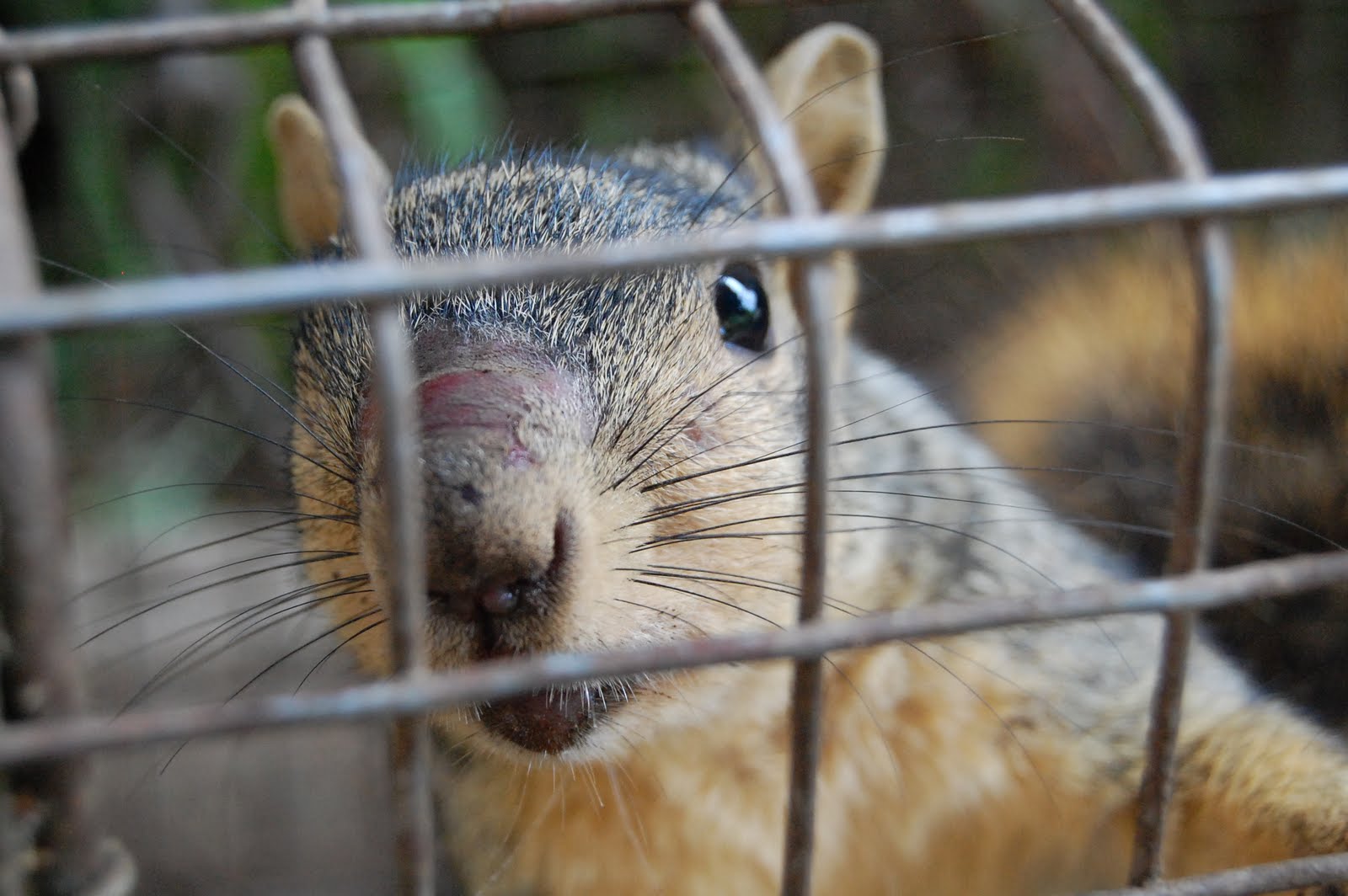 All City Animal Trapping Hermosa Beach Squirrel Control, Nuisance