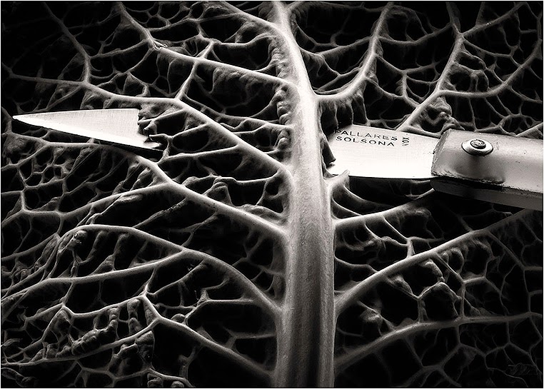 Emerging Photographers, Best Photo of the Day in Emphoka by Joàn Abella, https://flic.kr/p/rU9ZHu Emerging Photographers, Best Photo of the Day in Emphoka by Joàn Abella, https://flic.kr/p/rU9ZHu