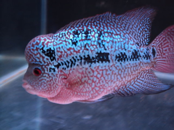 Gambar Ikan Louhan Gambar Ikan Louhan