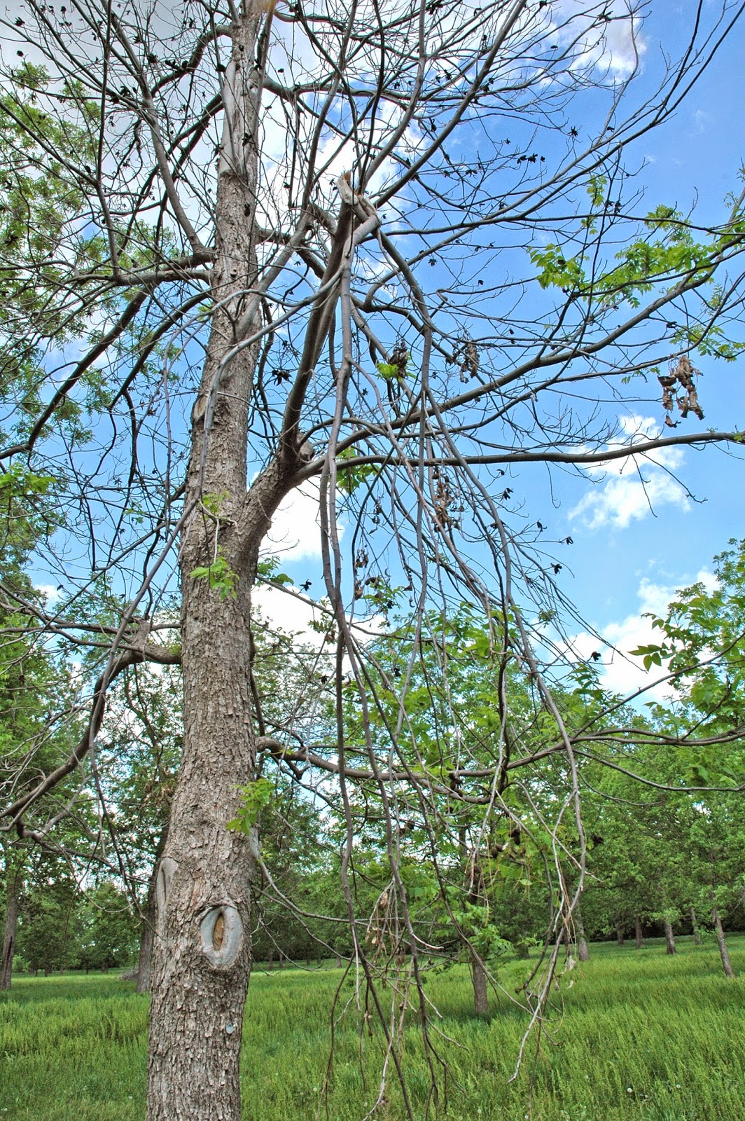 Northern Pecans Winter kill of pecan trees