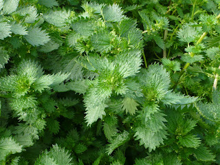 Urtica urens