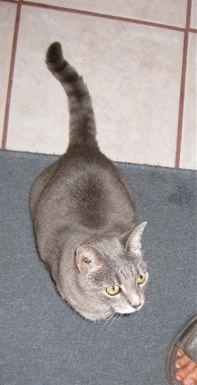 Is Canned Tuna Fish Safe For Cats Is Canned Tuna Fish Safe For Cats