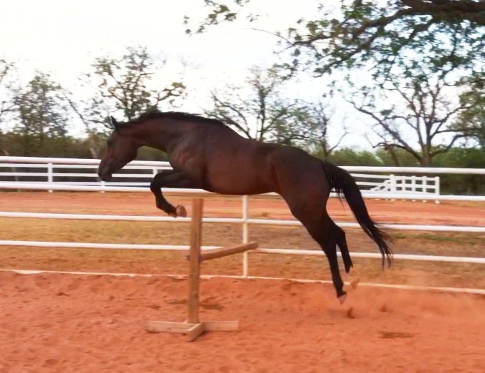 Paragon Performance Horses Training