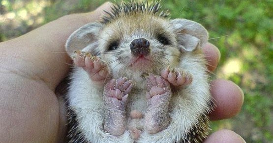 Mutlu Patilerr Sevimli Kirpiler…Kedi ile Kirpinin komik Videosu Mutlu Patilerr Sevimli Kirpiler…Kedi ile Kirpinin komik Videosu