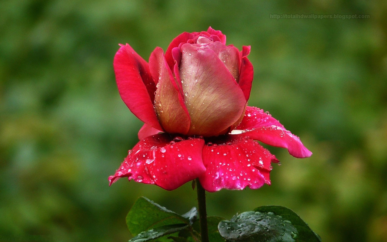 33+ Rose Flower Wallpaper Beautiful Pictures Of Flowers Free Download Pics