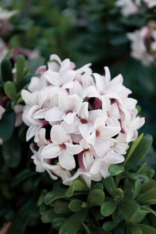 Serenity Nursery Blog Eternal Fragrance Daphne