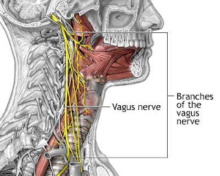 Medicole : Branches of Vagus nerve | Mnemonic