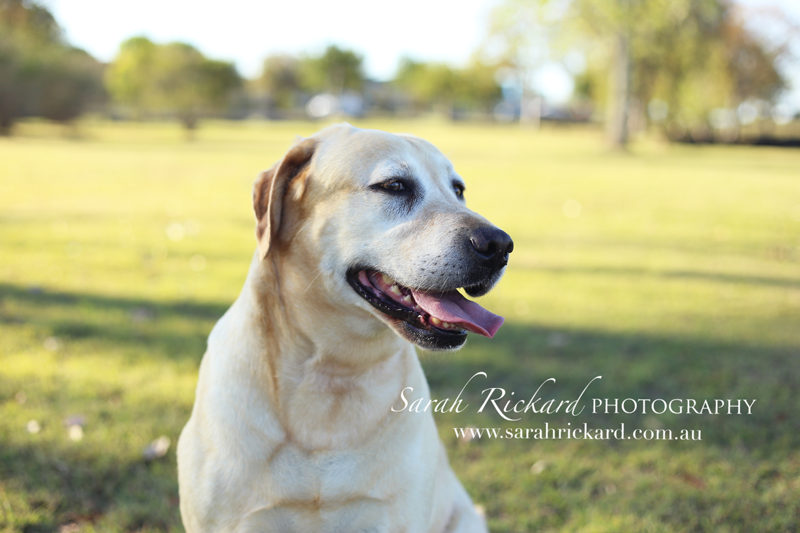 Sarah Rickard Photography Princess Labrador Rescue {Volunteer