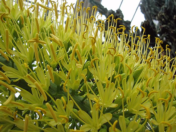 Life Between The Flowers Forsythia Yellow Spring Flowering Shrub