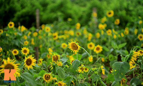 [Image: nho-mua-hoa-huong-duong-vao-he-1.jpg]