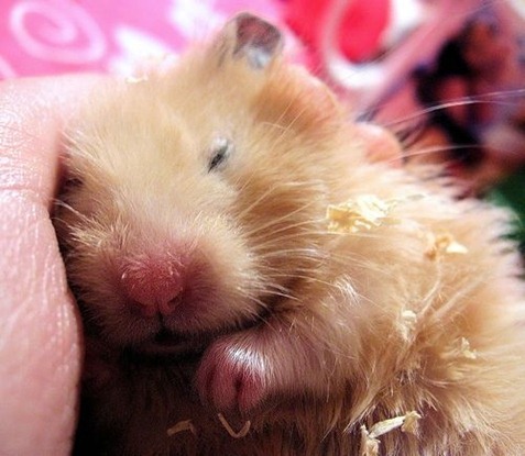 How to cure hamster diabetes