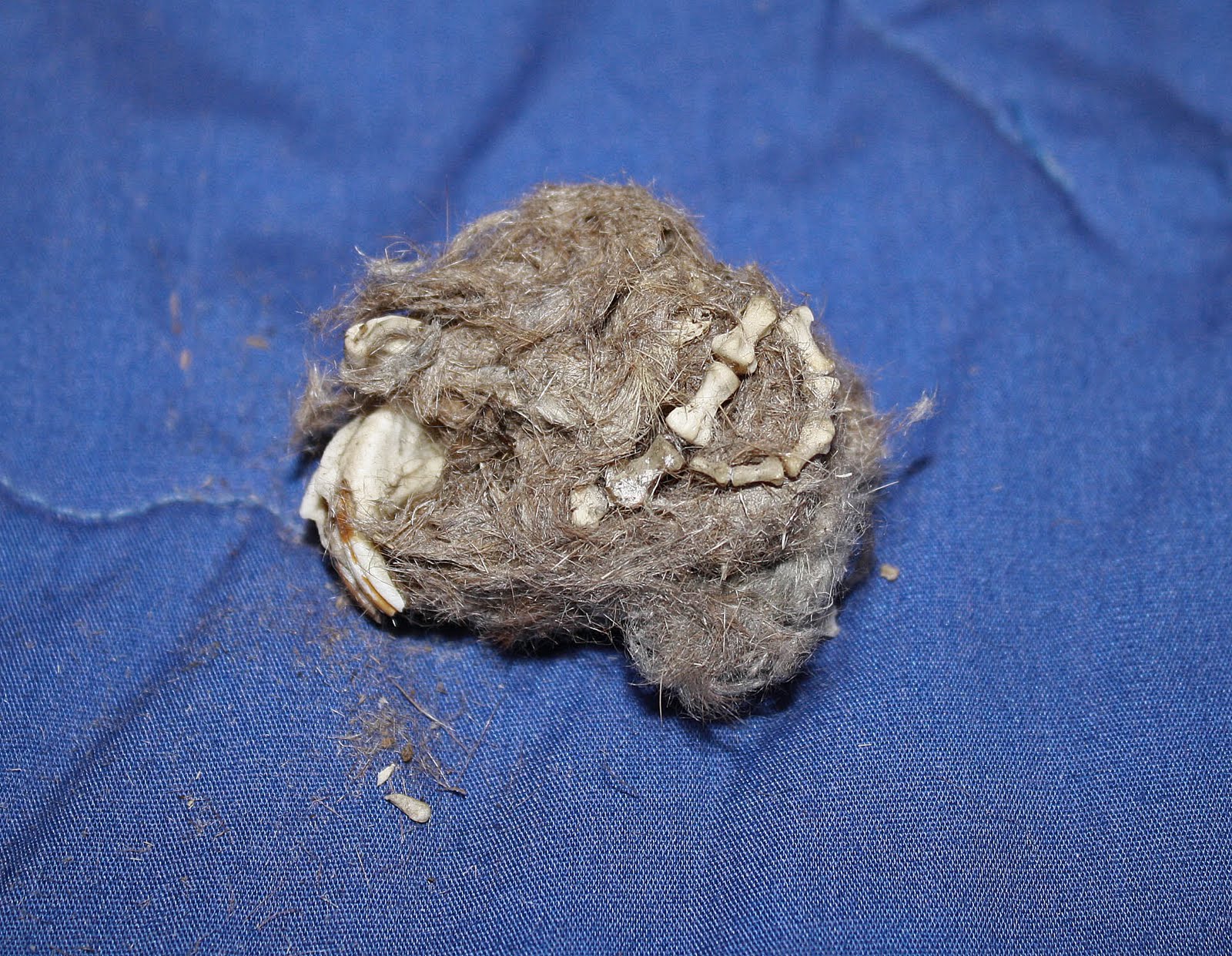 Nature Knitter Dissecting an Owl Pellet