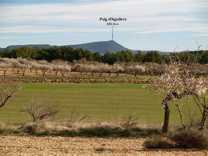 La Plana dels Ametllers amb el Puig d'Aguilera al fons i a llevant del camí La Plana dels Ametllers amb el Puig d'Aguilera al fons i a llevant del camí