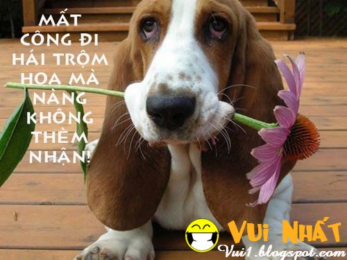Ngộ nghĩnh động vật độc thân Ngộ nghĩnh động vật độc thân
