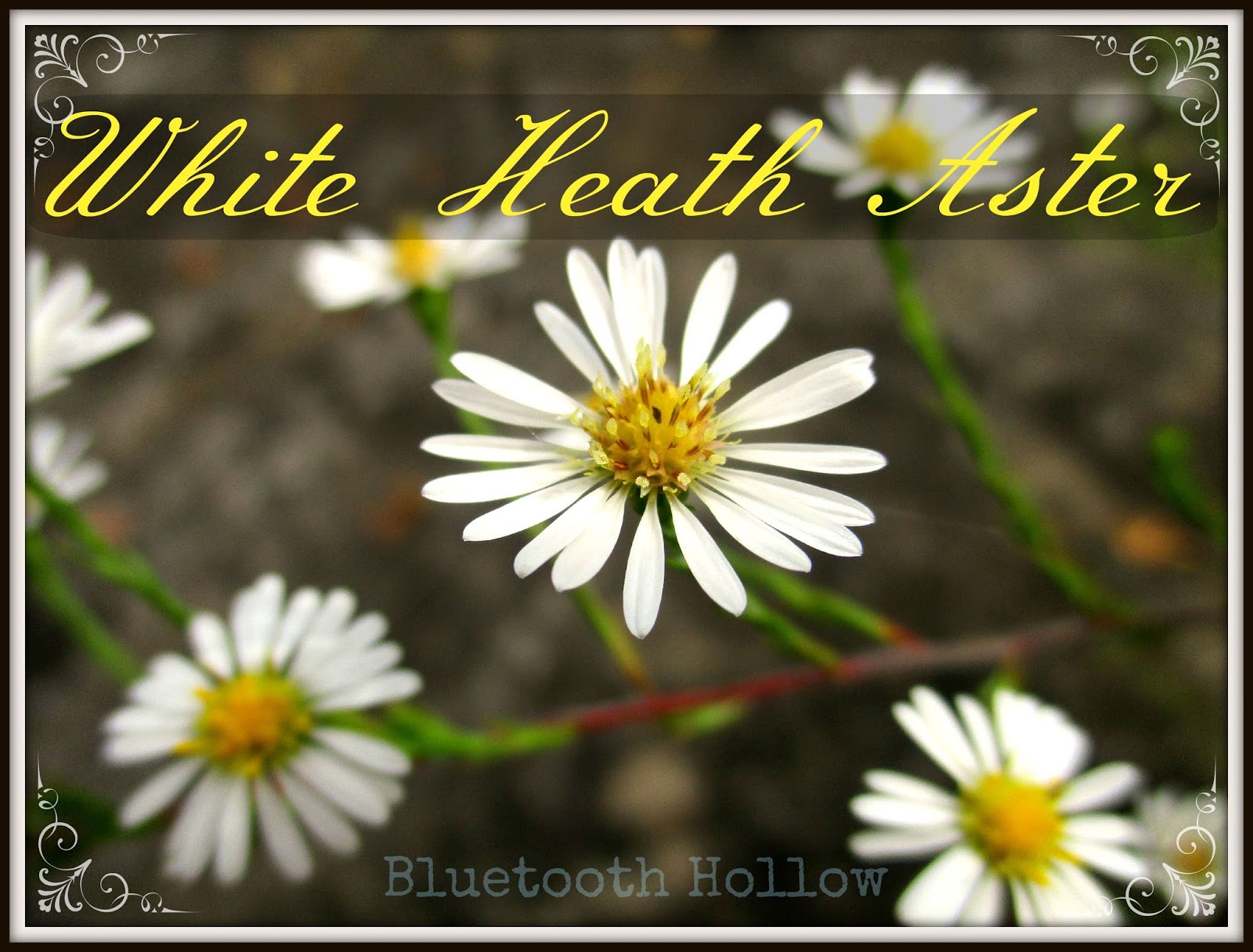 Vireya S Blog Early Pink Heath