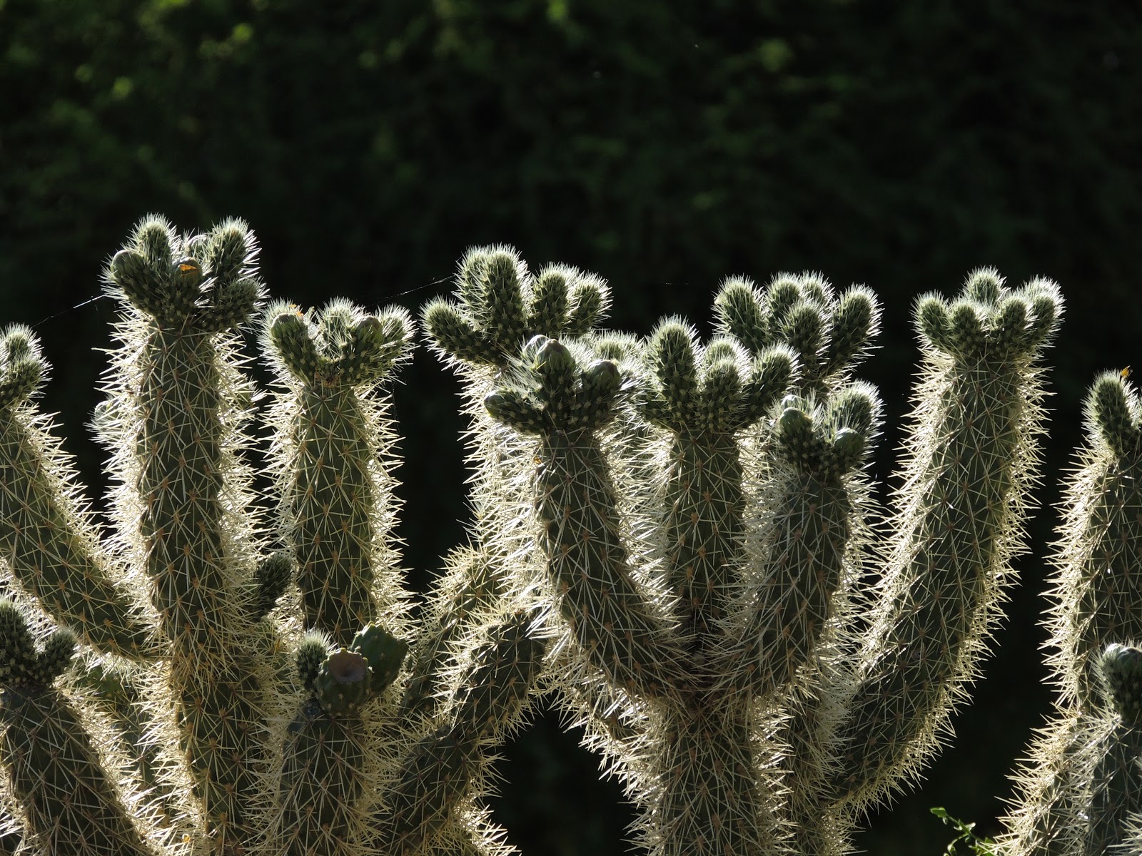 Scottsdale Daily Photo Photo The glow of a jumping cholla cactus