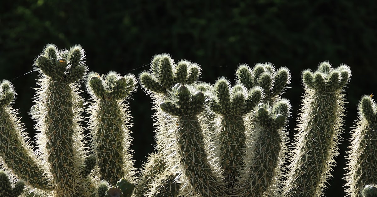 Scottsdale Daily Photo Photo The glow of a jumping cholla cactus