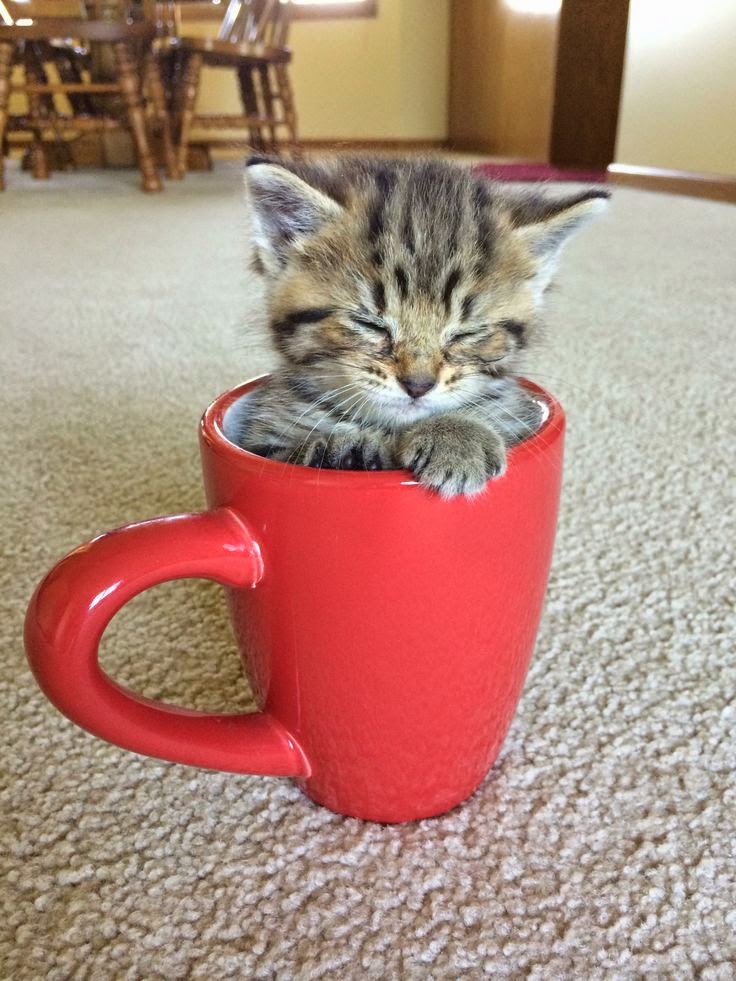 Pet's We Love Top 5 Most Adorable Teacup Cats