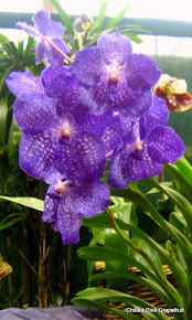 Blue Vanda