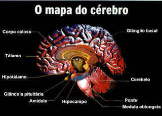 Cérebro humano: Cuide do seu, afinal é insubstituível...- http://www.mais24hrs.blogspot.com.br